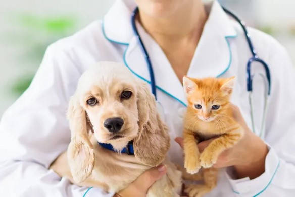 Precio promedio de seguros para mascotas en Estados Unidos veterinario